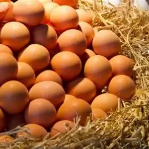 Eieren- Eggs Dazefarm lokaal BIO (Gsl)