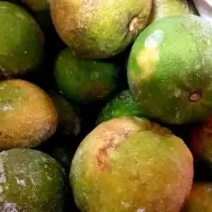 Zuuroranje ( Swalanga)-Sranan oso dresi-Per stuk