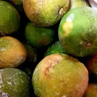 Zuuroranje ( Swalanga)-Sranan oso dresi-Per stuk